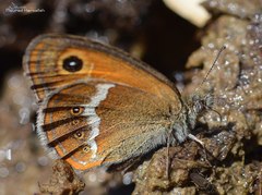 Coenonympha arcanioides