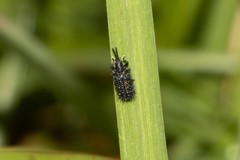 Dorcathispa