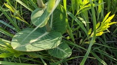 Asclepias amplexicaulis
