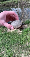 Sternotherus