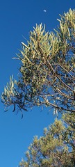 Ornithostaphylos oppositifolia
