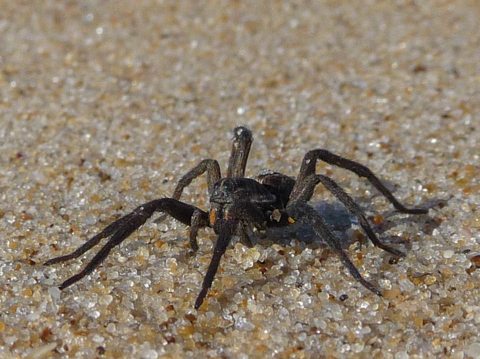 Wolf Spiders from Sunshine Coast QLD, Australia on June 16, 2009 at 05