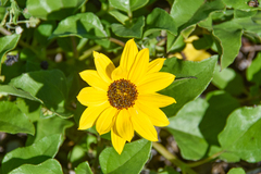 Helianthus debilis