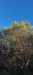 Ornithostaphylos oppositifolia