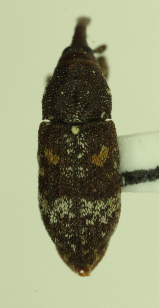 Monterey Pine Weevil