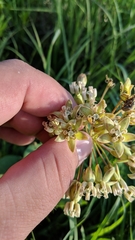 Asclepias amplexicaulis