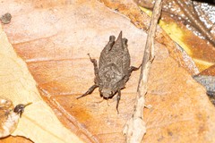 Dasyleurotettix infaustus