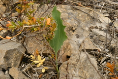 Takhtajaniantha austriaca