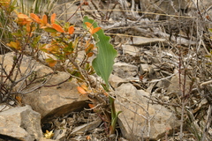 Takhtajaniantha austriaca