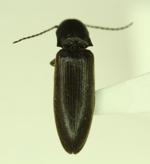 Dalopius tristis