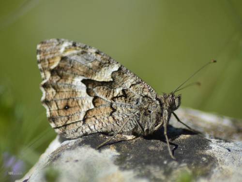 Mountain Grayling