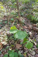 Trillium flexipes