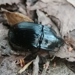 Abax ovalis