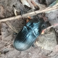 Abax ovalis