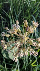 Asclepias amplexicaulis