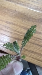 Achillea millefolium