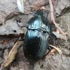 Abax ovalis