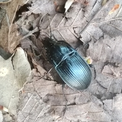 Abax ovalis