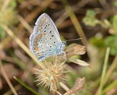 Polyommatus celina