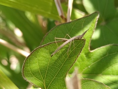Tetanorhynchini