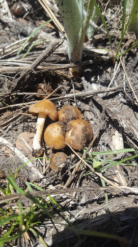 iNaturalist observation photo of Agaricineae