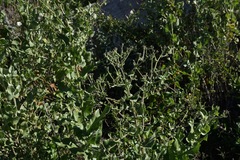 Acourtia microcephala