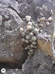 Mammillaria voburnensis