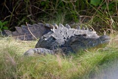 Image of Crocodylus acutus