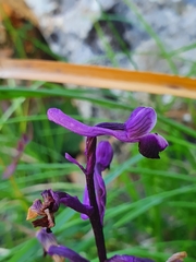 Anacamptis morio longicornu
