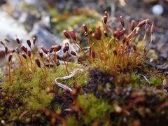 Tortula lindbergii