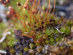 Tortula lindbergii
