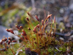 Tortula lindbergii