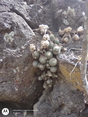 Mammillaria voburnensis