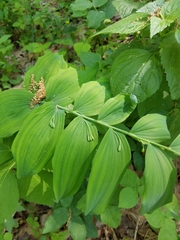 Polygonatum biflorum commutatum