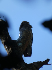 Nyctibius griseus