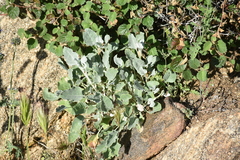 Eriogonum grande