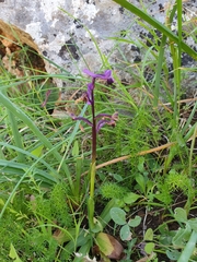 Anacamptis morio longicornu