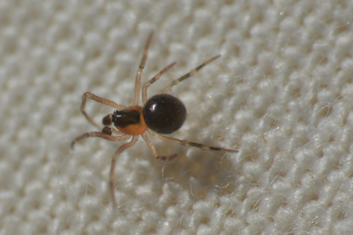 Photo of Sputnik Spider (Paidiscura pallens)
