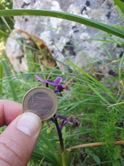 Anacamptis morio longicornu