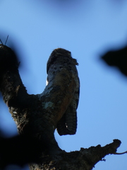 Nyctibius griseus
