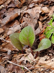 Pyrola americana