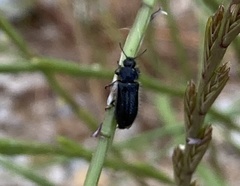 Enicopus ater