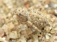 Attulus distinguendus