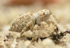 Attulus distinguendus