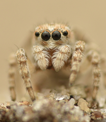 Attulus distinguendus