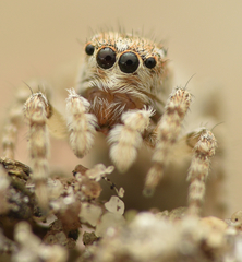 Attulus distinguendus