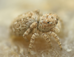 Attulus distinguendus