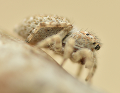 Attulus distinguendus