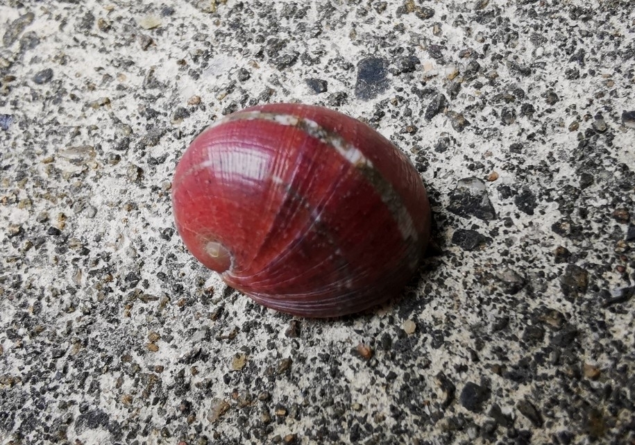 Nerita litterata (Nerita litterata) — recorded at King Cruiser Wreck