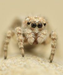 Attulus distinguendus